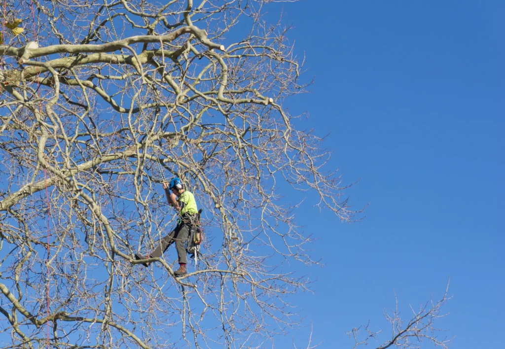Licensed and insured professional provides tree trimming