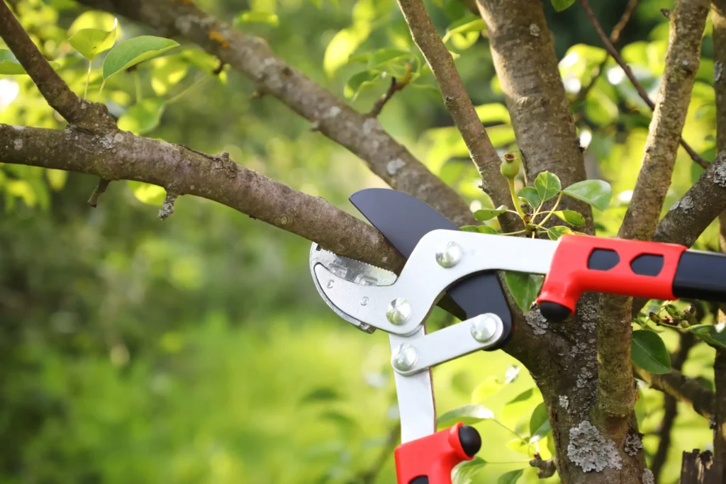 Tree trimming and pruning help with the health of the plant