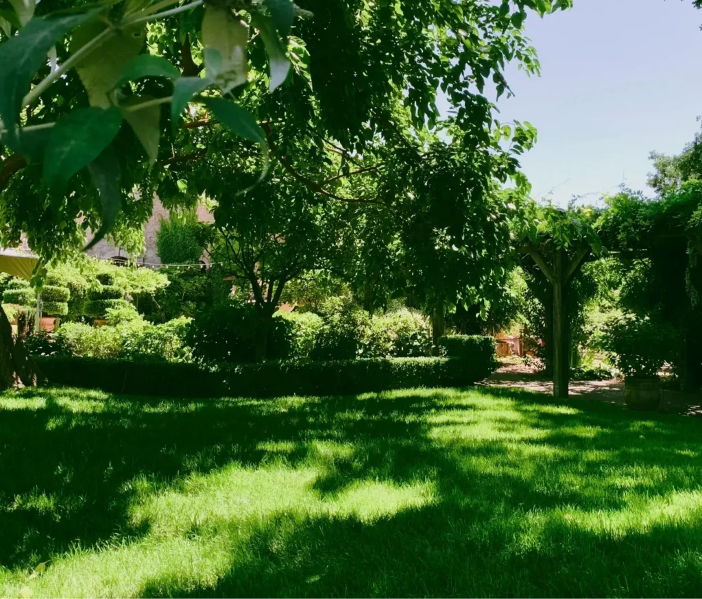 Dappled tree shade cools a green South Shore backyard lawn during summer.